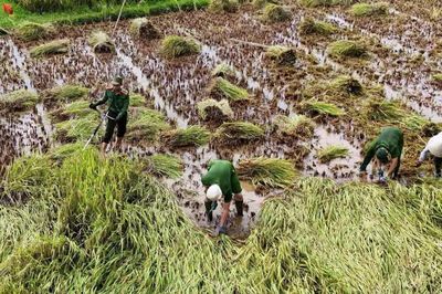 Ấm áp những 'nông dân mặc áo xanh' ra đồng gặt lúa giúp dân