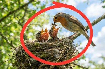 Vì sao tổ chim thường hướng lên trời? Chúng không sợ mưa bão hay sao?