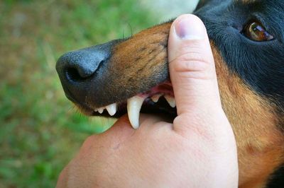 Hai trẻ nhỏ bị chó dữ lao vào tấn công, kết quả xét nghiệm khiến người dân lo lắng
