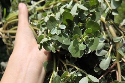 Ngày bé mọc đầy góc vườn chẳng ai để ý, còn bị nhổ bỏ như cỏ dại, loại rau này nay thành hàng 'hiếm', dân sành ăn săn tìm