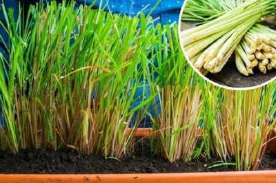 Cách trồng cây sả trong chậu để đẻ nhiều nhánh, trồng 1 lần thu hái nhiều năm