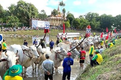 Lễ hội đua bò Bảy Núi - di sản văn hóa sống động của vùng đất An Giang