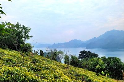 Trà cúc cổ hữu cơ nâng giá trị đất đồi Đà Bắc