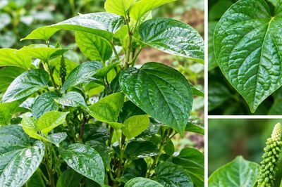 Những tác dụng tiềm năng của lá lốt