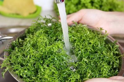 5 nhóm người có thể bổ sung lá đinh lăng vào chế độ ăn
