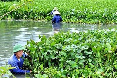 Nghệ An huy động nhân lực, phương tiện trục vớt bèo tây khơi thông dòng chảy