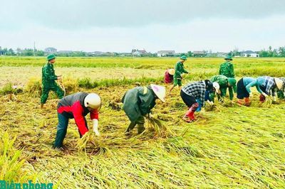 Huy động lực lượng giúp dân thu hoạch lúa trước nguy cơ ngập úng