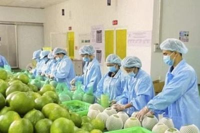 Bộ Nông nghiệp khuyến cáo 'nóng' khi Úc dừng nhập bưởi Việt Nam