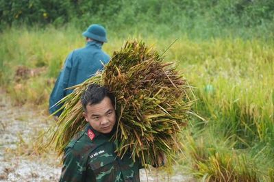 Lúa đổ rạp sau mưa lớn, bộ đội, công an xuống đồng hỗ trợ giúp dân
