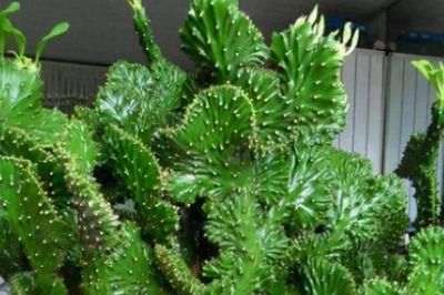 4 loại cây nên trồng ở ban công mang ý nghĩa hóa giải sát khí, đón vượng khí