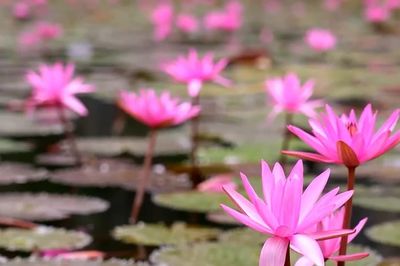 Tam Cốc mùa hoa súng tỏa sắc màu giữa non nước Ninh Bình