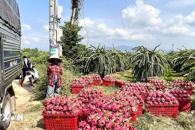 Lâm Đồng: Giá giảm sâu, nhà vườn dồn sức cho thanh long mùa nghịch
