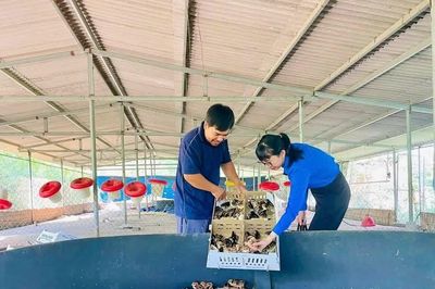 Về quê khởi nghiệp, làm giàu bằng tư duy mới