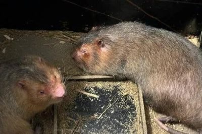 Mạnh dạn thay đổi, mở hướng sinh kế bền vững