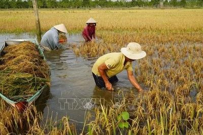 Nước ngập sâu, nông dân Đồng Tháp gặp khó khi thu hoạch lúa
