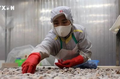 Nâng cao giá trị gia tăng, phát triển bền vững