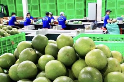 Thông tin lý do Úc dừng nhập khẩu bưởi của Việt Nam