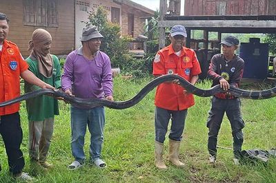 Bắt sống rắn hổ mang chúa khổng lồ nặng 20kg bò vào nhà dân