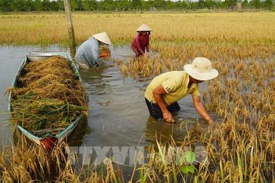 Những ngày chạy đua với nước để giữ mùa vàng ở Đồng Tháp