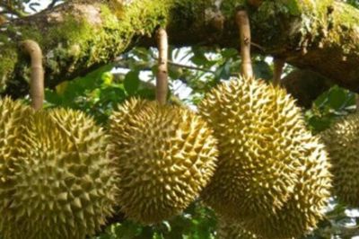 Tăng cường truy xuất nguồn gốc sầu riêng xuất khẩu
