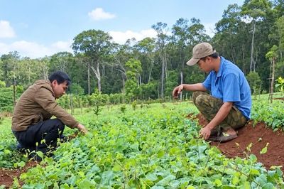 Đánh thức “mỏ vàng xanh” dược liệu ở phía Tây tỉnh