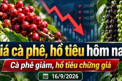 Giá cà phê hôm nay 16/9 giảm tới 900 đồng/kg, Arabica lao dốc