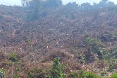 Phá gần 4.900 m² rừng tự nhiên, một người ở Gia Lai bị phạt 400 triệu đồng