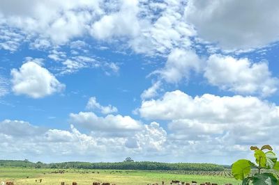 Gia Lai: Chấp thuận chủ trương đầu tư dự án Phát triển nông nghiệp bền vững Thaco Agri gần 3.820 tỷ đồng