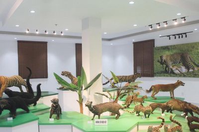 Sức hút của đại ngàn Tây Nguyên thu nhỏ