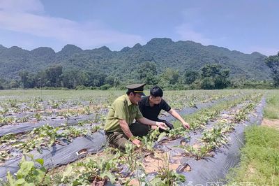 Đánh thức giá trị cây dược liệu