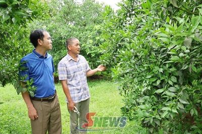 Đánh thức tiềm năng từ 'vùng cam xanh' đến du lịch Suối Chiếu