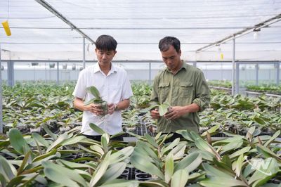 Hiệu quả từ nông nghiệp công nghệ cao