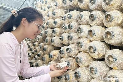 Biến mùn cưa keo tràm thành nấm sạch