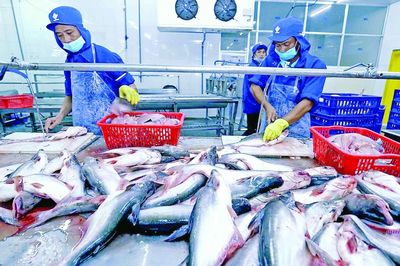 Xuất khẩu cá tra tăng 10%, doanh nghiệp đối mặt “bài toán kép” tại Mỹ