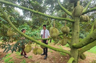 Từ đồng vốn đến những mùa quả ngọt ở Đắk Lắk