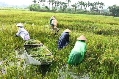 Nước hồ Đồng Mô dâng, Đoài Phương giúp dân thu hoạch lúa