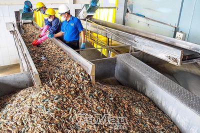 Chuyển đổi kép 'xanh, số': Con đường phát triển bền vững - Bài 2: Vòng tuần hoàn mới của con tôm, cây lúa