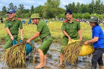Mưa lớn quật ngã lúa, cả xã lội bùn 'chạy đua' với thời tiết