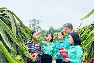 Những mô hình kinh tế nông nghiệp đa giá trị ở xã Thư Lâm
