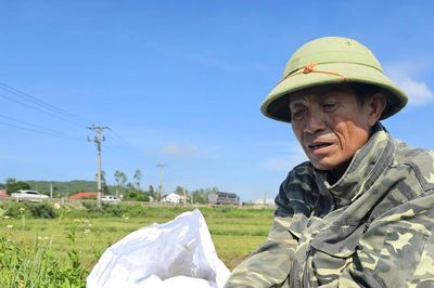 Nghệ An: Lúa hè thu lép hạt trên diện rộng, năng suất giảm