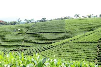 Chiêm ngưỡng những đồi chè đẹp nức tiếng ở Thái Nguyên