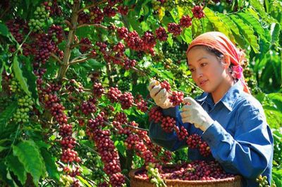 Bản tin nông sản hôm nay (17-9): Giá cà phê trong nước giảm mạnh