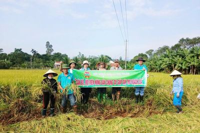 Các hội, đoàn thể cùng dân quân xã Phú Thuận giúp dân thu hoạch 2,2 ha lúa bị ngã rạp