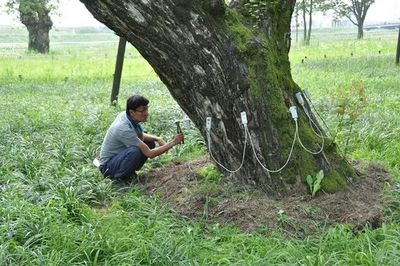 Kiếm hơn 90 triệu đồng mỗi tháng với nghề 'bác sĩ cây xanh'