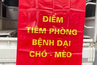 54 người tử vong do bệnh dại, cảnh báo nguy cơ từ chó mèo