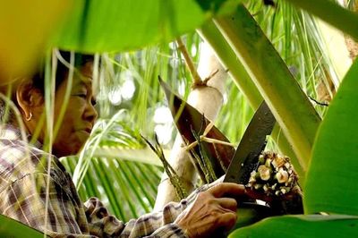 Không chỉ có đường mía: Những loại đường kỳ lạ được làm từ cây cối