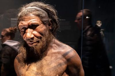 Não người Neanderthal lớn hơn chúng ta: Họ thông minh đến đâu?