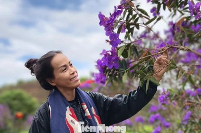 Tím lịm đồi chè Đông Trường Sơn