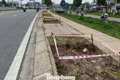 Đốn hạ gần 200 cây xanh để thi công Vành đai 2