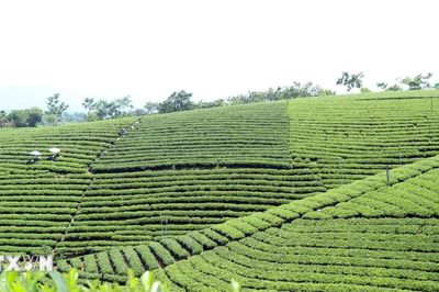 Chiêm ngưỡng những đồi chè đẹp nức tiếng ở Thái Nguyên